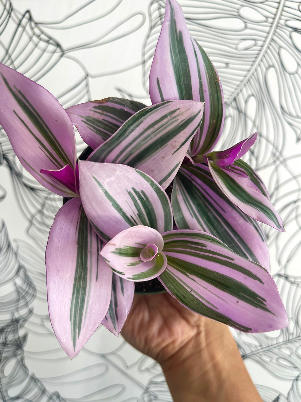 Thumbnail: Tradescantia Nanouk