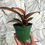 Thumbnail: Philodendron Prince of Orange 