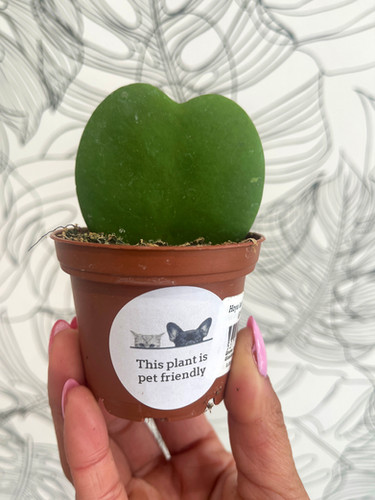 Hoya Kerrii Heart
