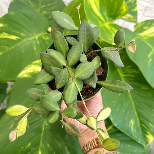 Hoya Seastone