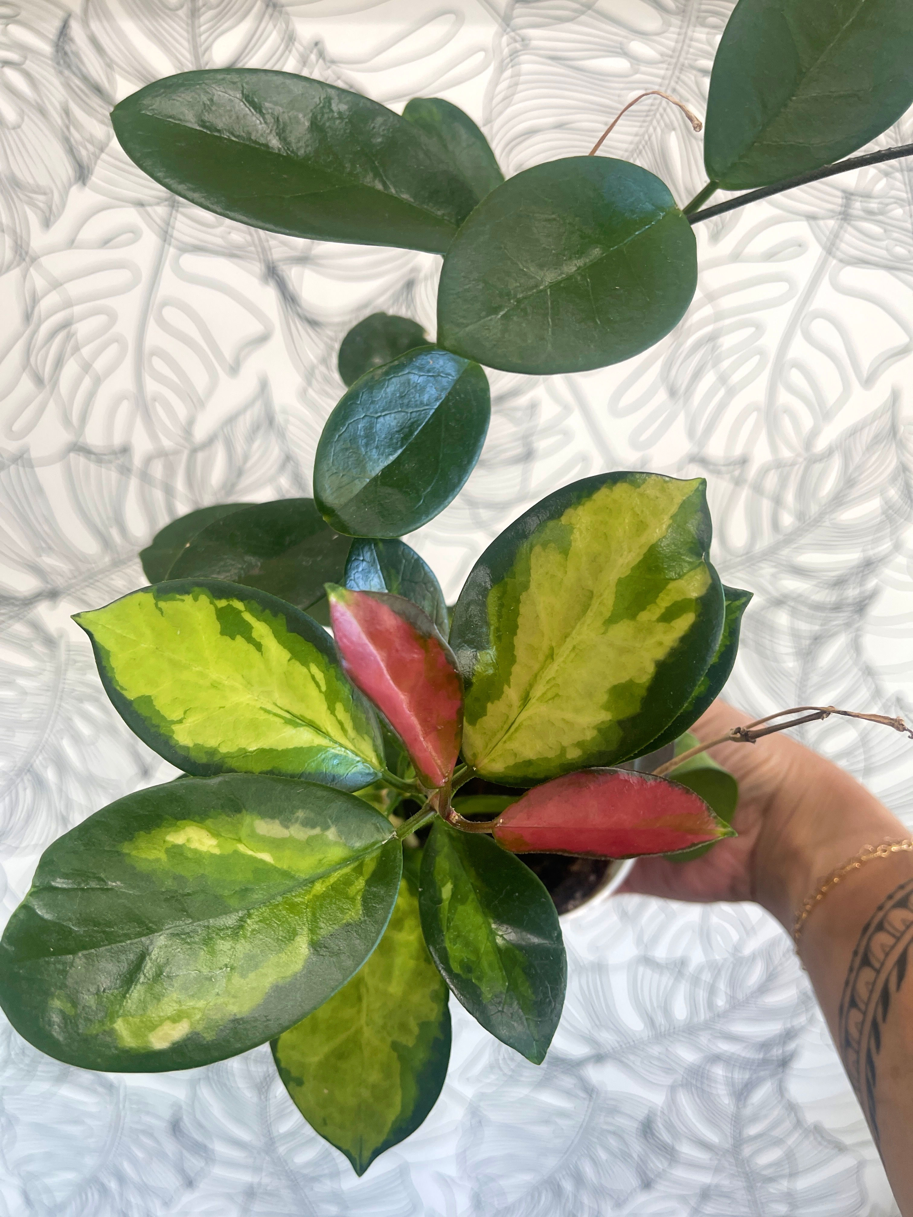 Hoya Australis