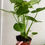 Thumbnail: Monstera Deliciosa