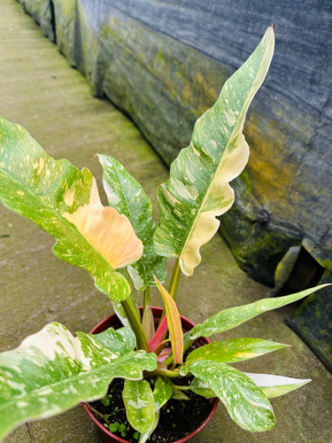 Philodendron Ring of Fire