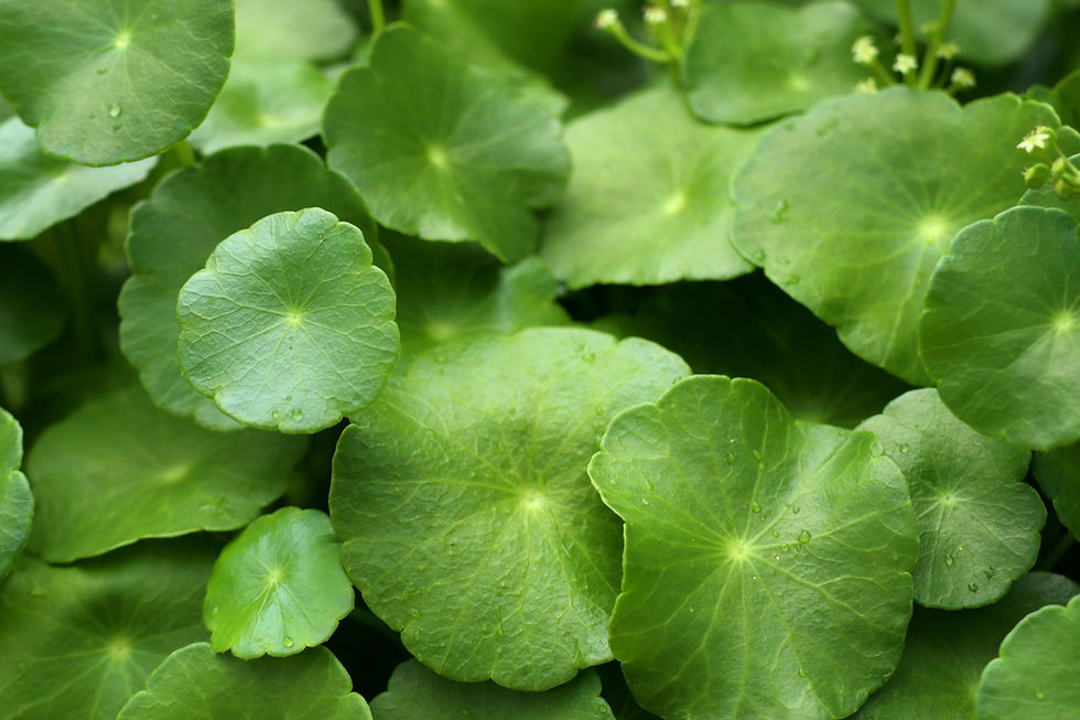 Vibrant green, round Centella Asiatica leaves covered in small dew drops.