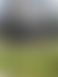 Women sitting on the grass and talking.