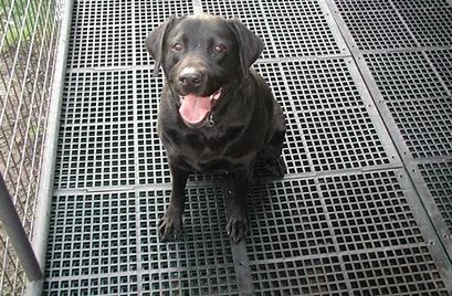 Dog Kennel Mat Black