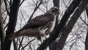A Q&A With Adelphi’s Most Mysterious Resident: The Hawk Who Refused to Fly