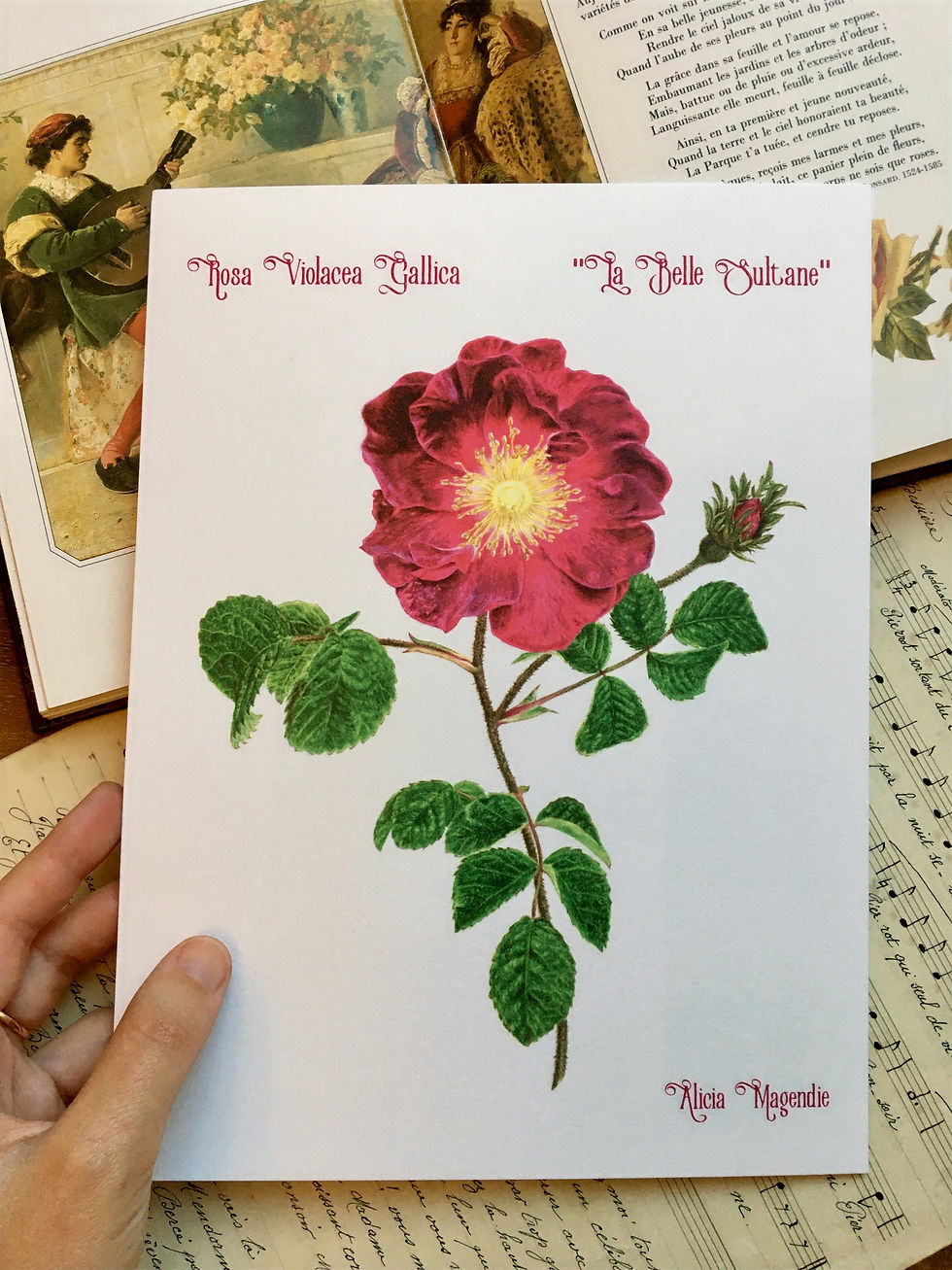 Carte "Rose La Belle Sultane"