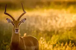 impala-ram-golden-light-900x600