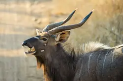 male-nyala-chewing-bone