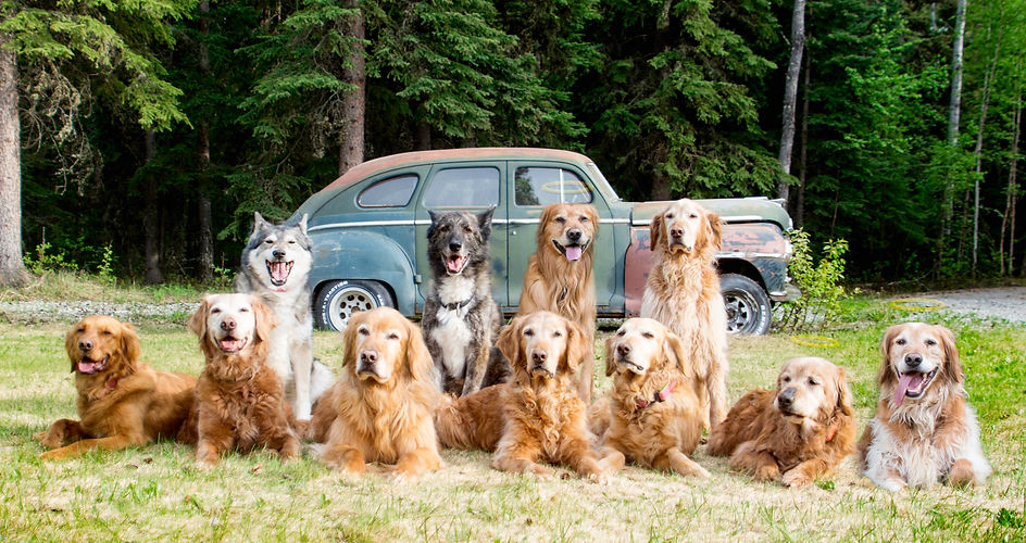 Looking for a great dog rescue? Look no further than Grand Paws Retirement Acres, Inc.! This incredible organization is dedicated to giving senior and hard-to-home dogs a forever home. With your support, they can continue their amazing work. Learn more and donate today!
