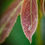 Thumbnail: Raindrops on Fruit Tree Leaf