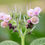 Thumbnail: Comfrey Flowers