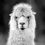 Thumbnail: Alpaca