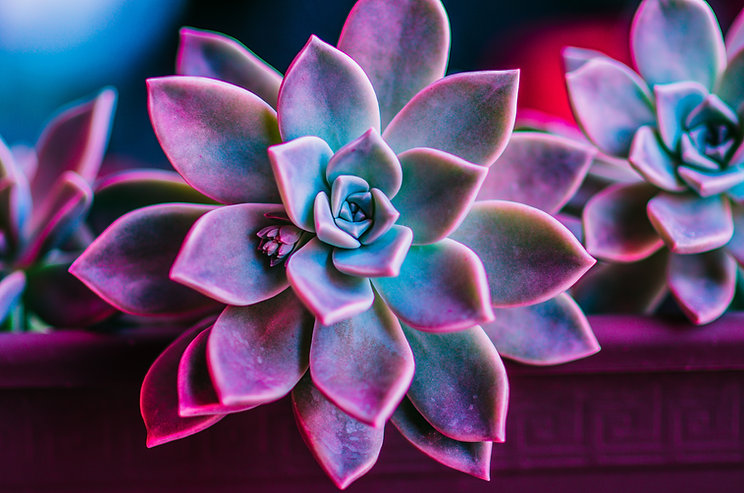 AdobeStock_190087361.jpeg