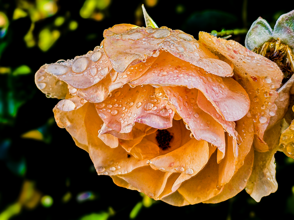Macro-FineArt-21