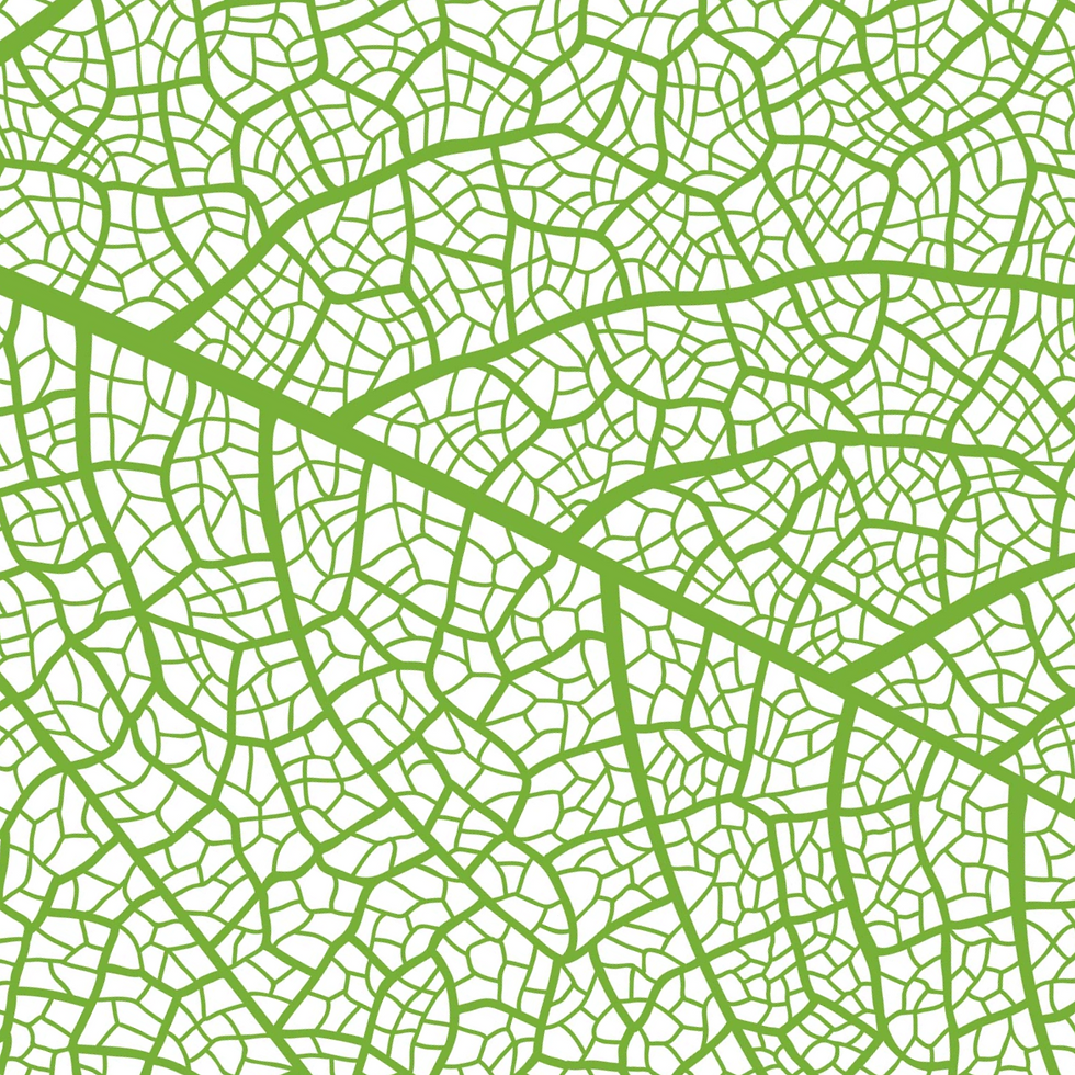 Leaf Vein Pattern
