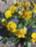 spring.jpg