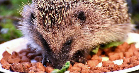 Best-hedgehog-food_edited.jpg