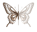 IMG_2332.png