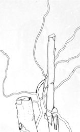 Pruned Shrub StMA 2018_edited.jpg