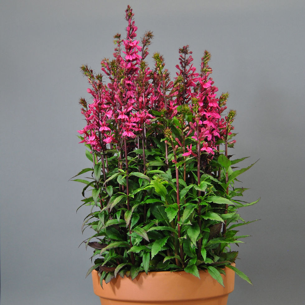 Miniatura: Lobelia F1