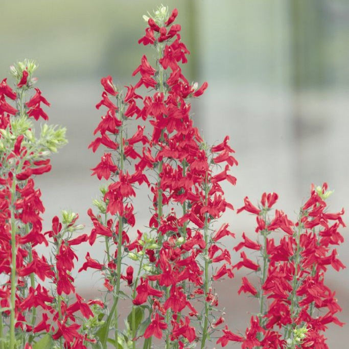 Miniatura: Lobelia F1