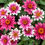 Miniatura: Zinnia Simple