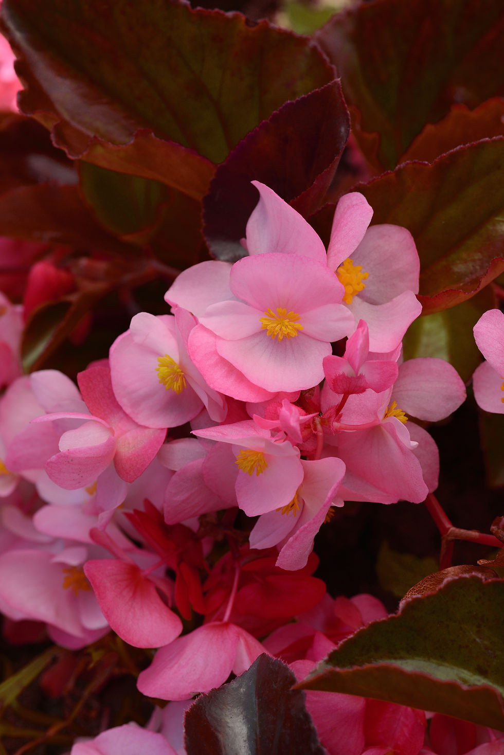 Miniatura: Begonia F1 Panamericana