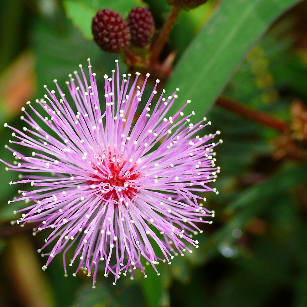 Miniatura: Mimosa Sensitiva Púdica