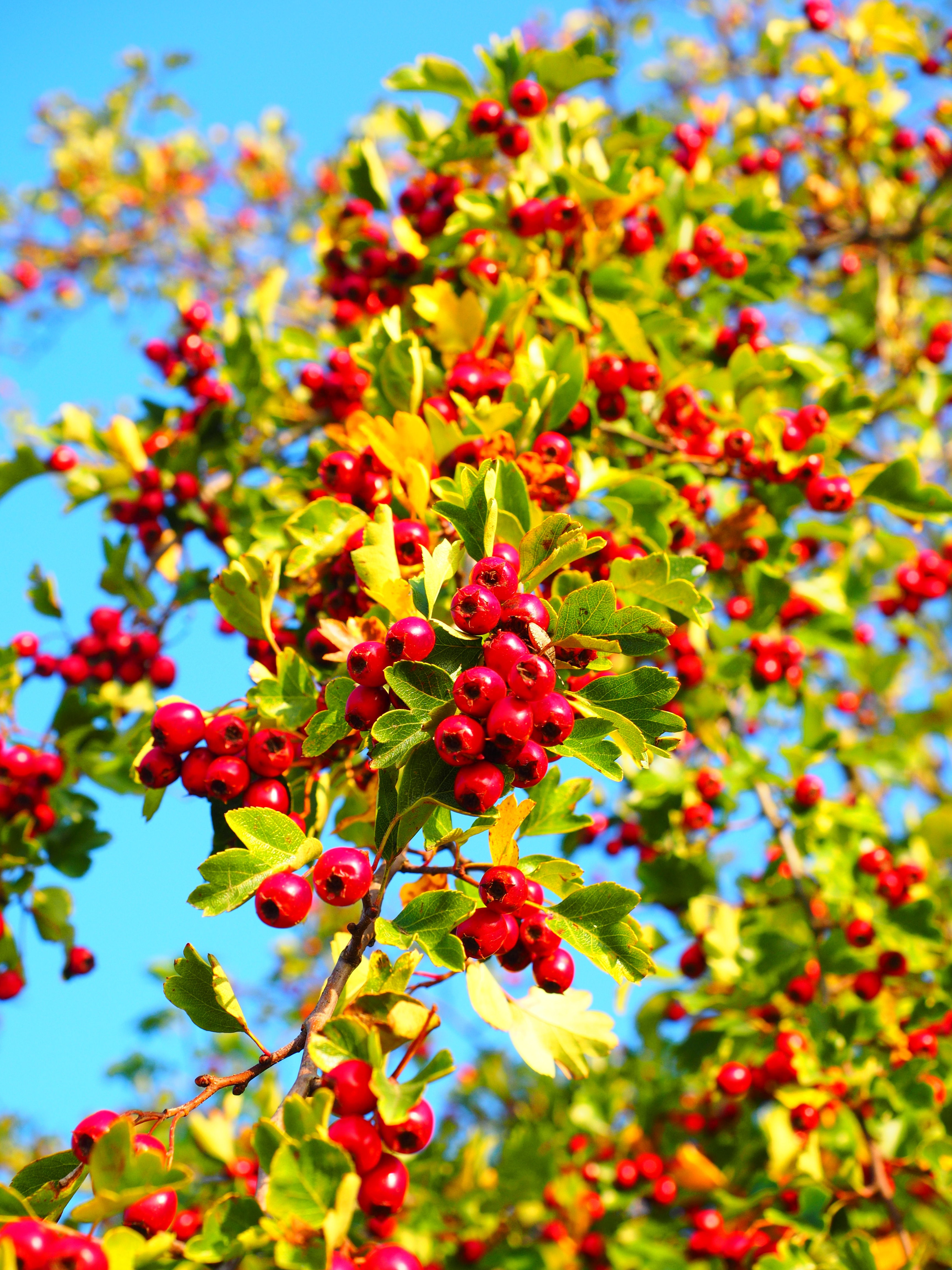 Crataegus