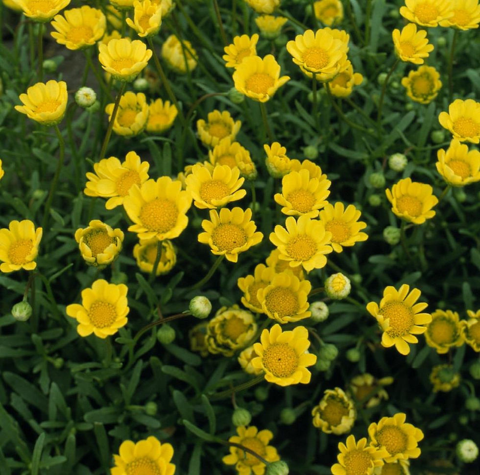 Miniatura: Chrysanthemum