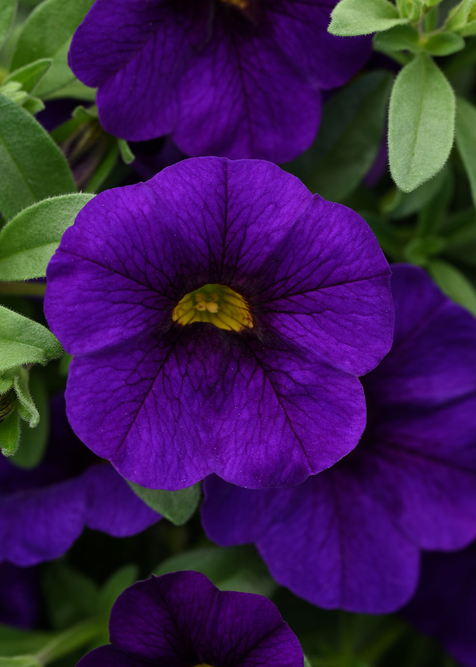Miniatura: Calibrachoa F1 MP
