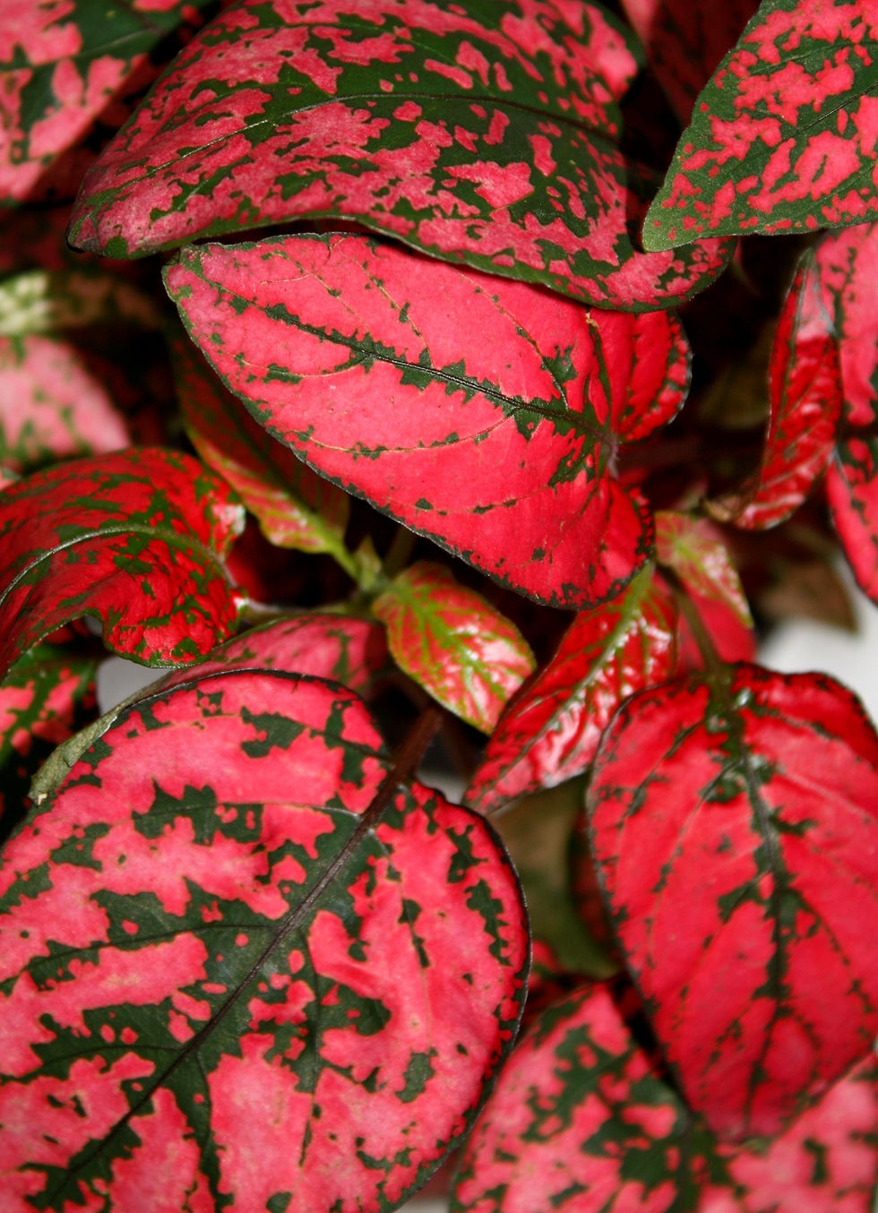 Miniatura: Hypoestes