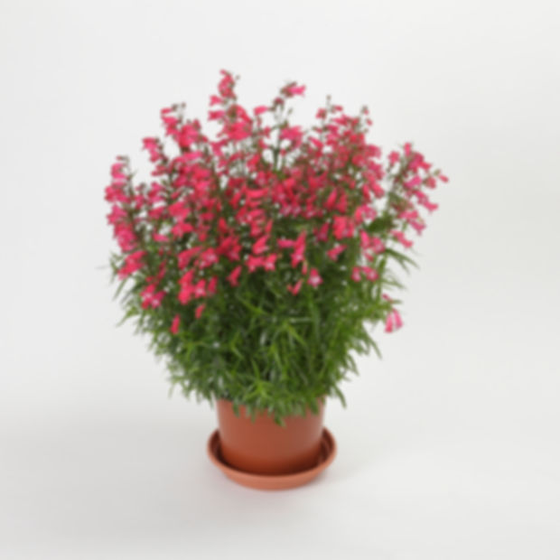 Penstemon