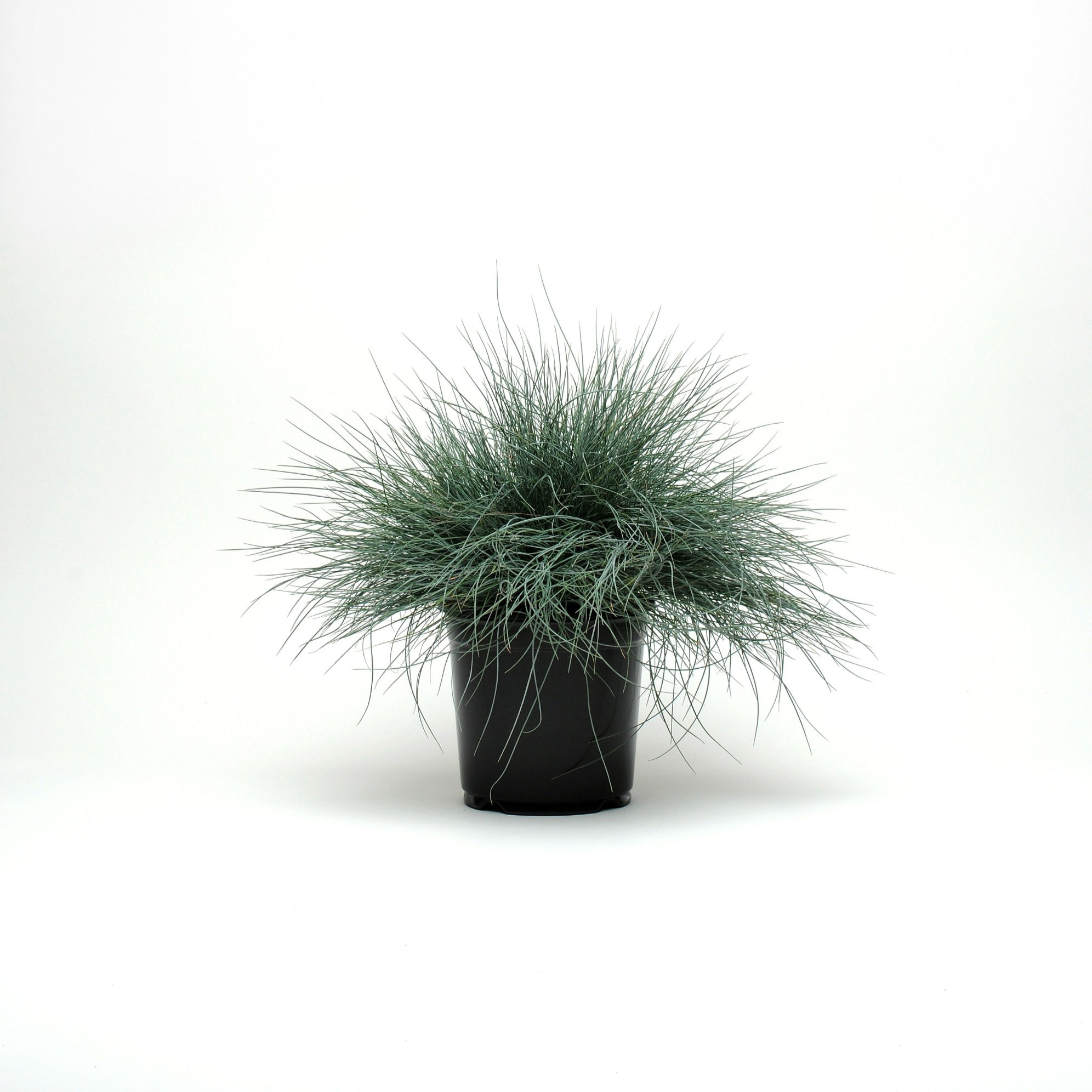 Festuca
