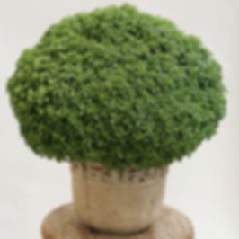 Albahaca