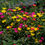 Miniatura: Portulaca Oleracea (Poppy)