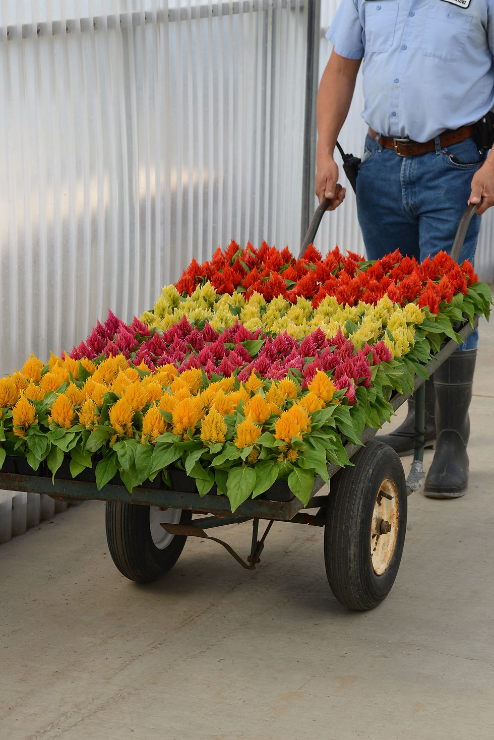 Miniatura: Celosia Plumosa