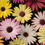 Miniatura: Osteospermum F1