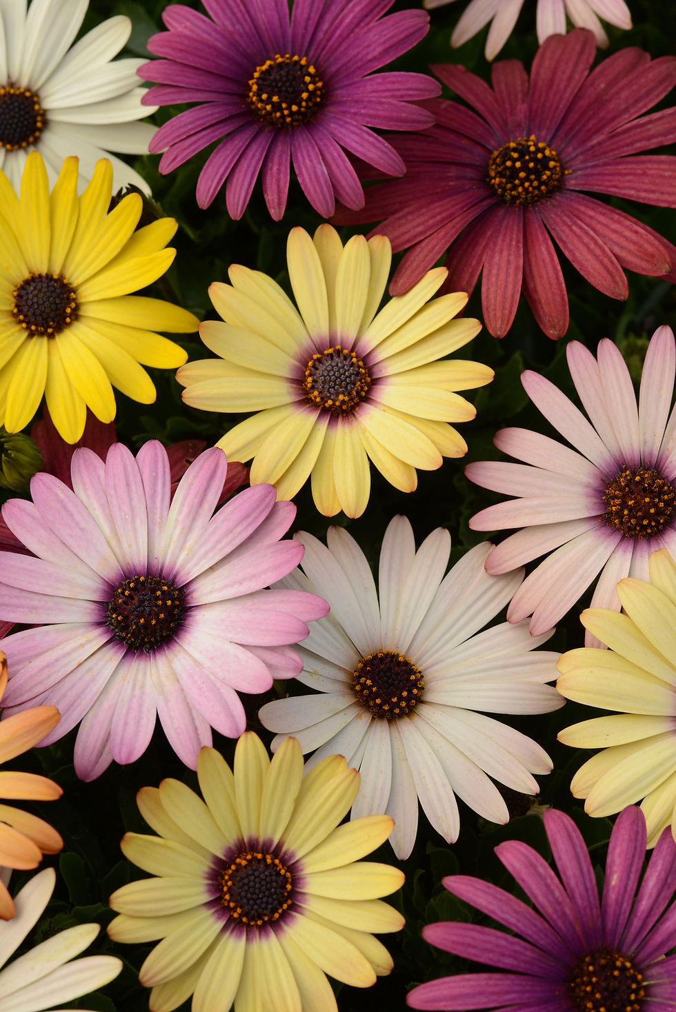 Miniatura: Osteospermum F1