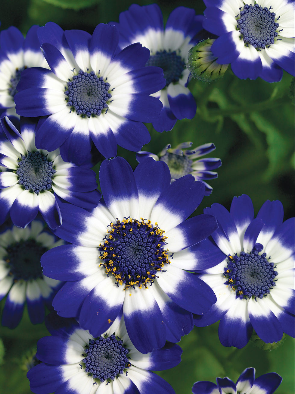Miniatura: Cineraria F1