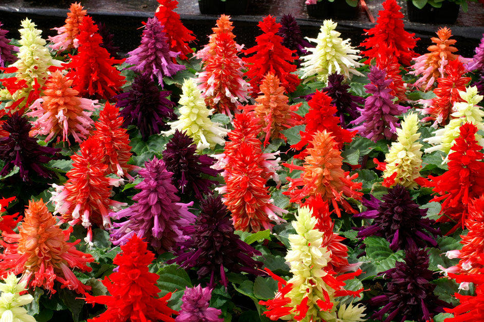 Miniatura: Coral
