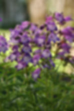 Miniatura: Penstemon