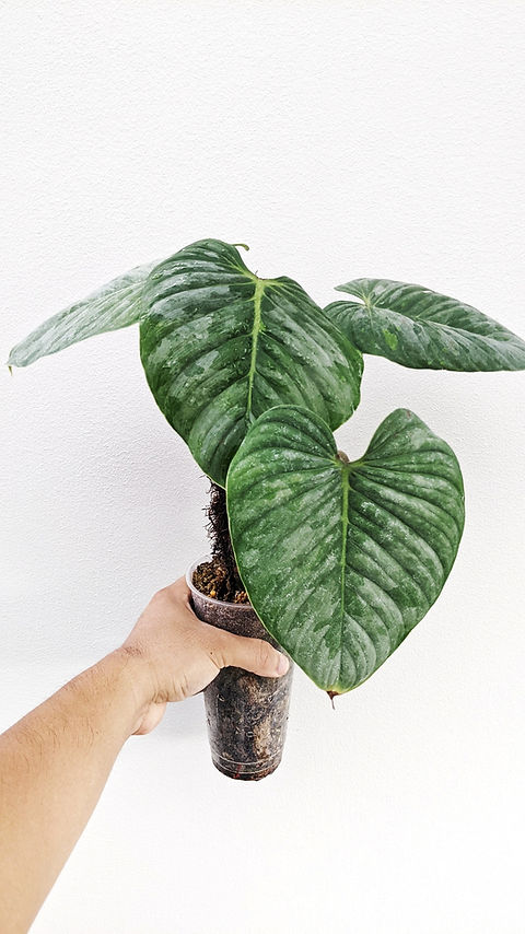 Philodendron sodiroi | Indo Tropical Plant