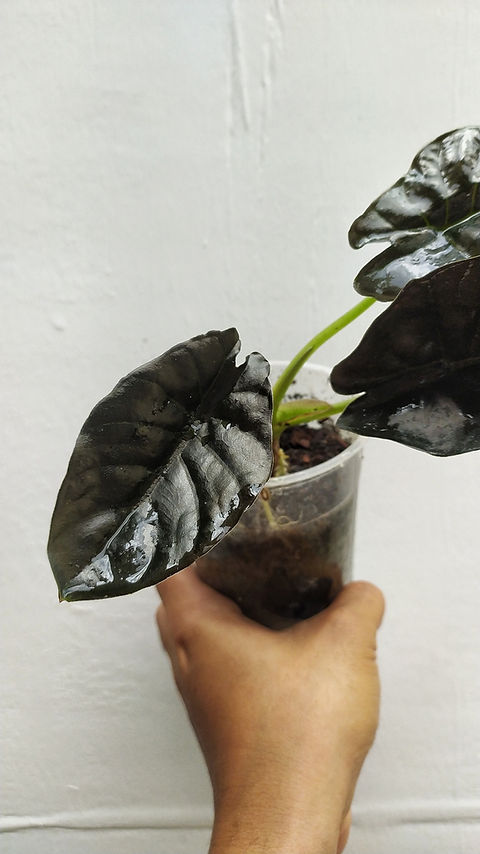 Alocasia infernalis | Indo Tropical Plant Alocasia infernalis | Indo Tropical Plant