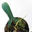 Thumbnail: Philodendron 'Code 69686'
