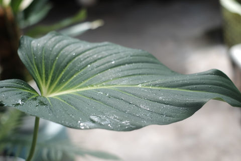 DSCF6961.JPG