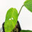 Thumbnail: Rhaphidophora foraminifera