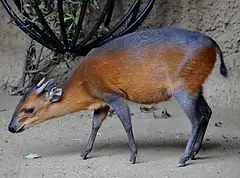 Red Duiker